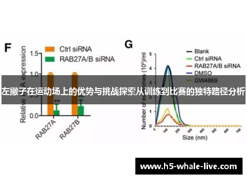 左撇子在运动场上的优势与挑战探索从训练到比赛的独特路径分析